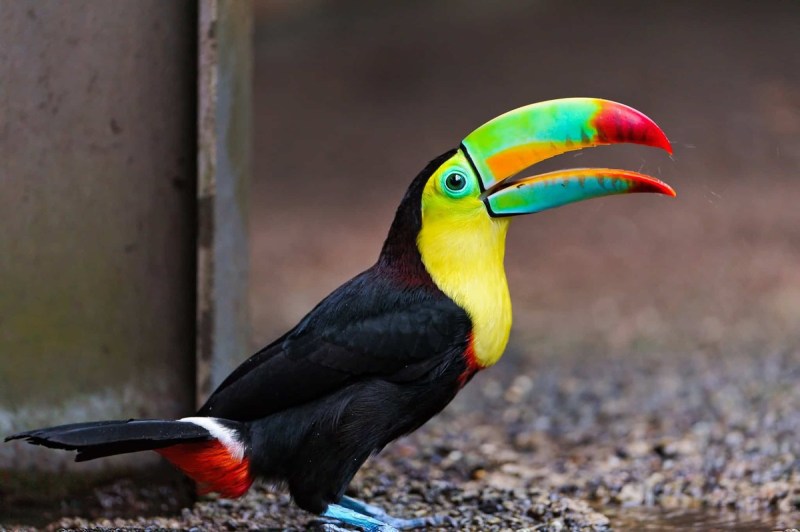 A toucan shows off its colorful beak