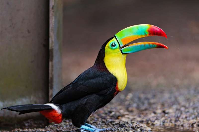 A toucan shows off its colorful beak