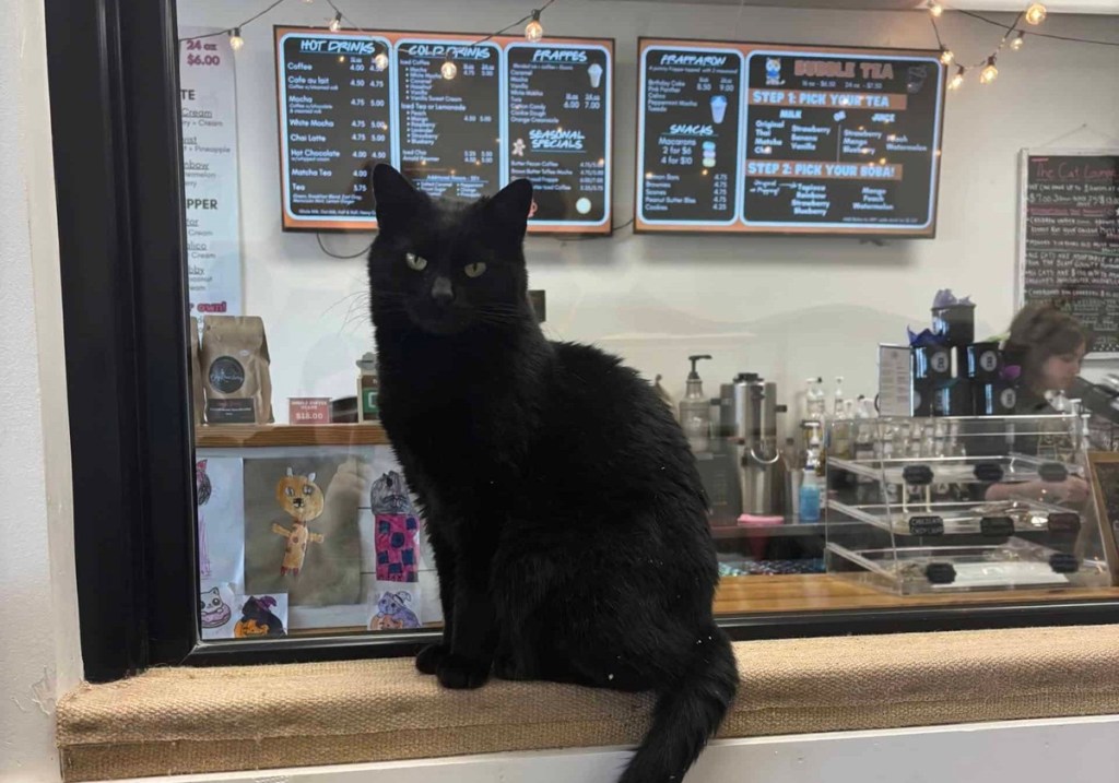 cat cafes in Kentucky